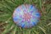 Whirling Star